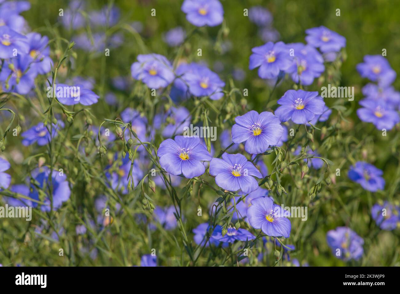 blue common flax flowers in a garden at summer Stock Photo