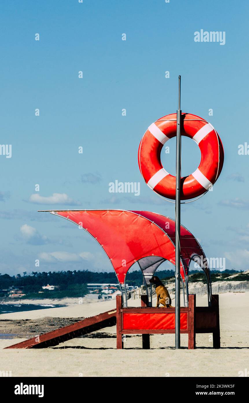 Lifeguard dog by a beach with baywatch float with copy space Stock Photo