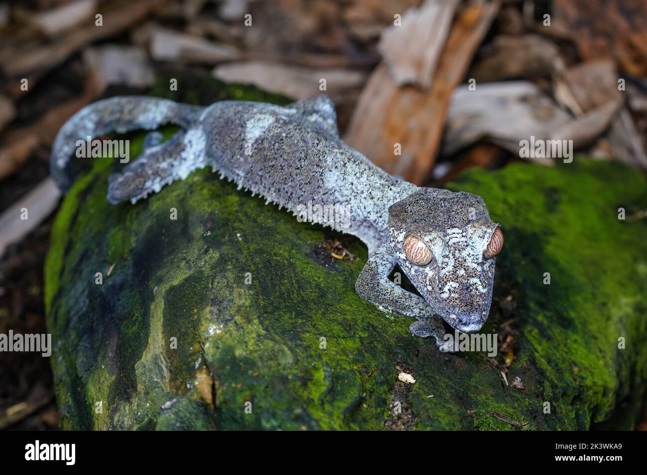 Satanic giant leaf-tailed gecko - Uroplatus fimbriatus - resting on moss covered rock, closeup detail Stock Photo