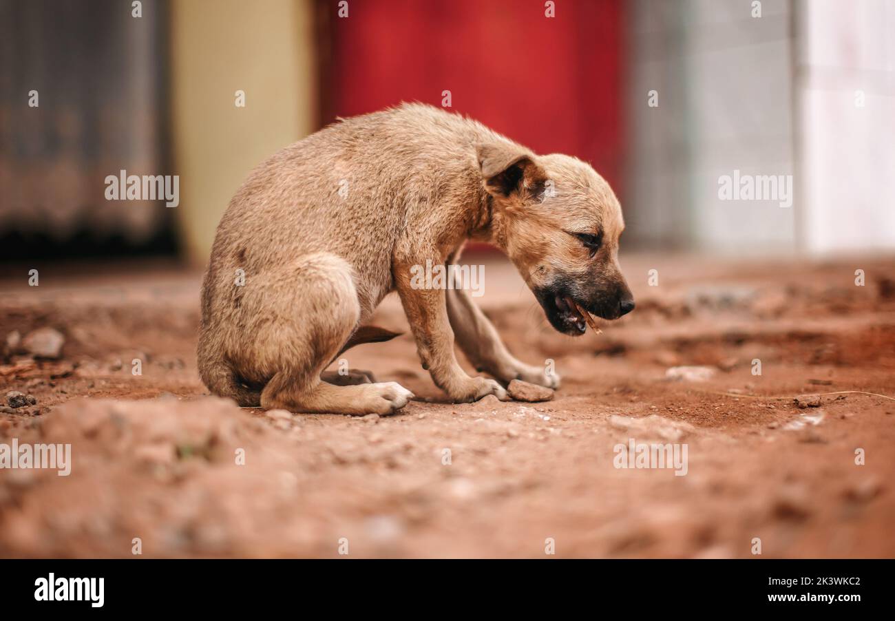 Small brown stray puppy dog eating remains of chicken meat dinner on dusty road Stock Photo