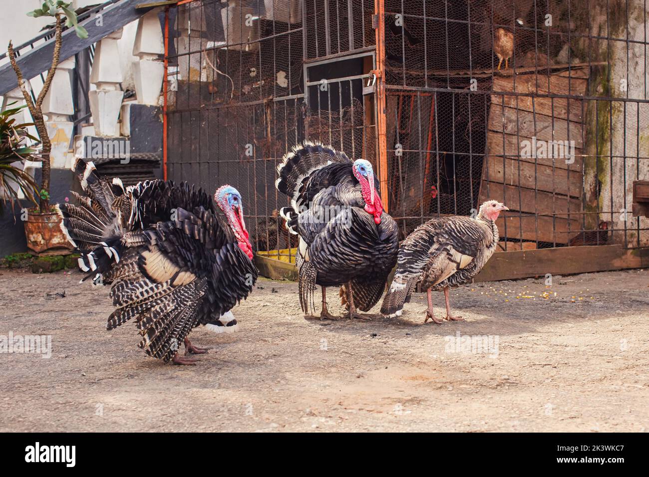 Group of trukeys walking on yard in front of house, cages for poultry at background Stock Photo