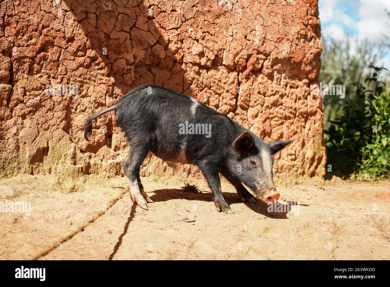 Small black piglet standing on dirt ground next to house wall, leg secured with rope Stock Photo