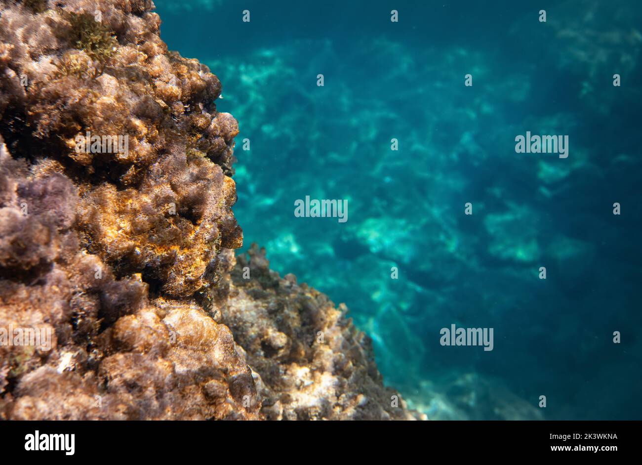 Underwater photo - snorkelling in Liapades, Corfu. Not much marine life - only algae and sea plants growing over rocks visible Stock Photo