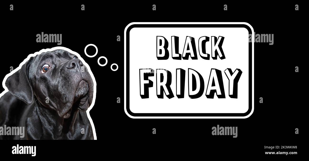 Black Friday Sale concept. Funny cane corso dog astonishment, Black Friday Sale on black background. Sales, shopping, discounts, sale season advertisi Stock Photo