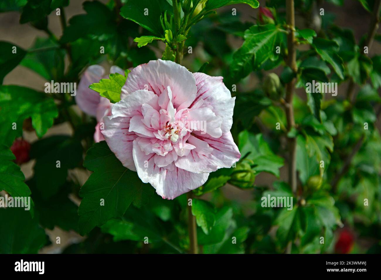 Stem of hibiscus flower hi-res stock photography and images - Alamy
