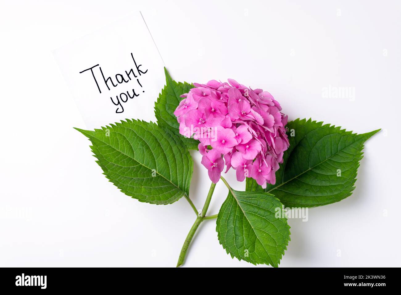 Notes thank you and pink hydrangea flowers on white background. Thank
