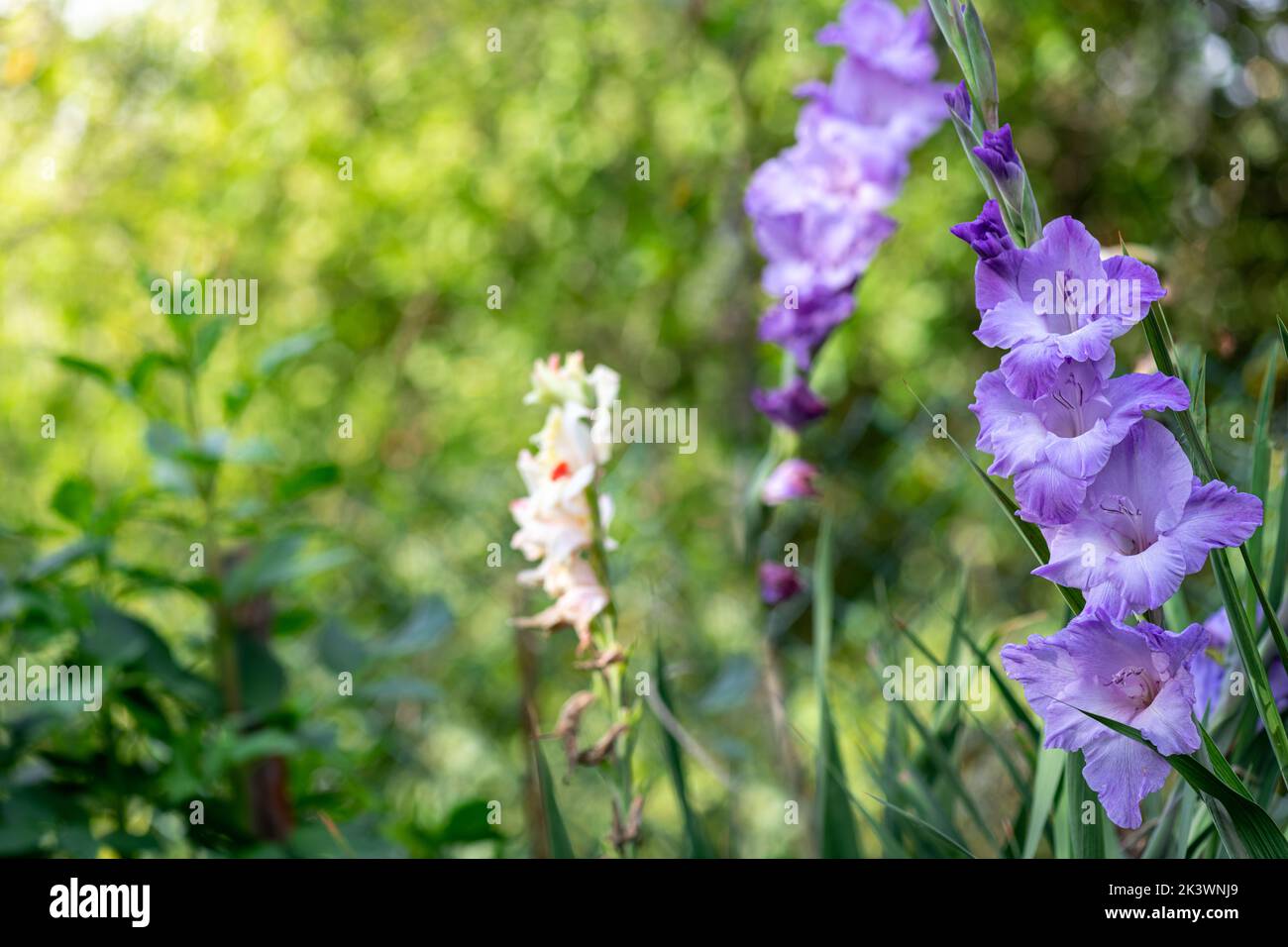 Purple Gladiolus flower in garden. Beautiful gladiolus flower over blurred green background. Flowering background of blooming gladiolus in summer in f Stock Photo