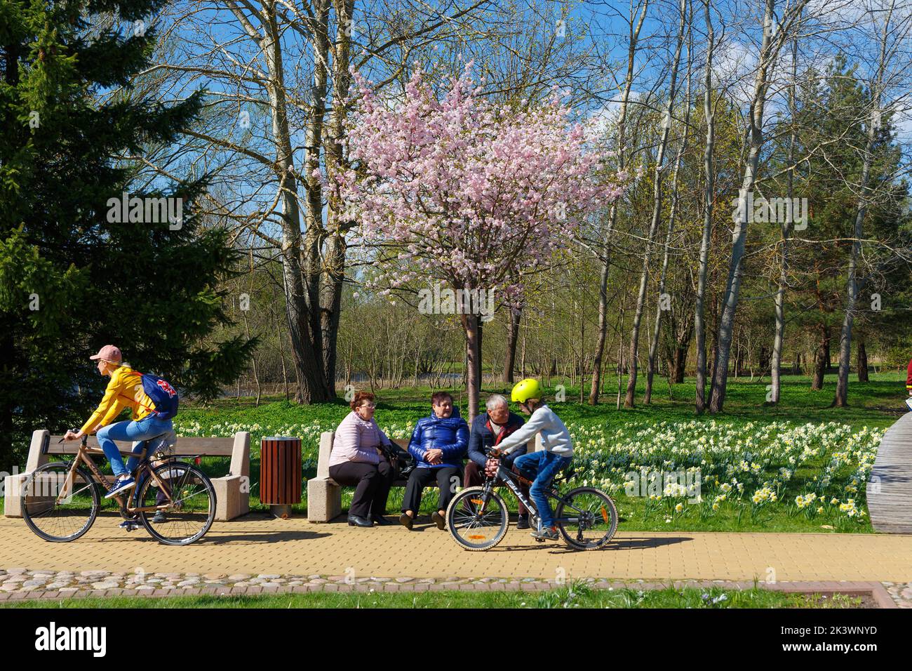Druskininkai, Lithuania - April 21, 2018: People resting in the Park, which traditionally every spring bloom thousands of daffodils. Stock Photo