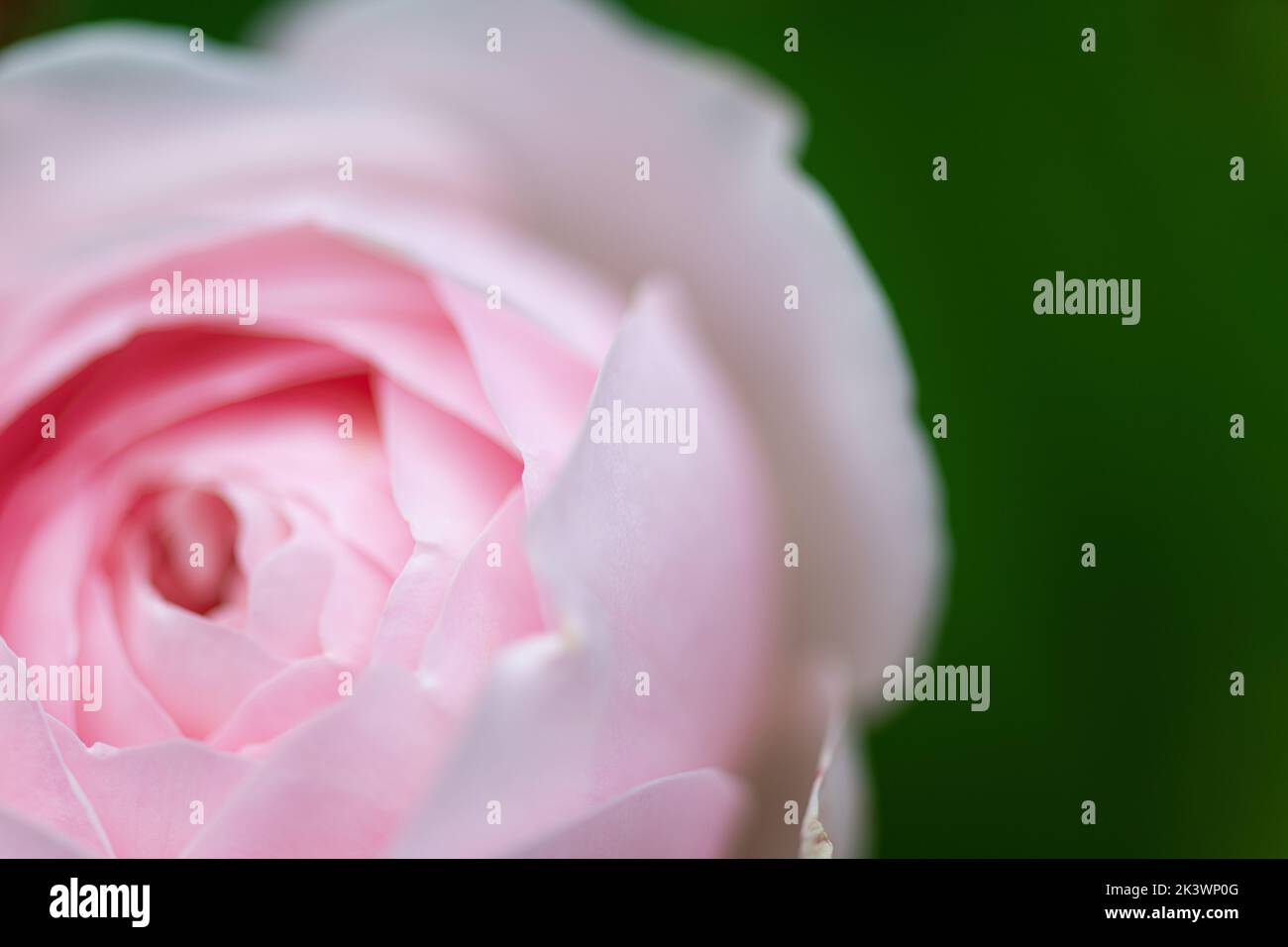 Tenderness pink Rose flower in flowers garden. Beautiful rose flower over blurred green background. Flowering background of bloom pink rose in summer Stock Photo