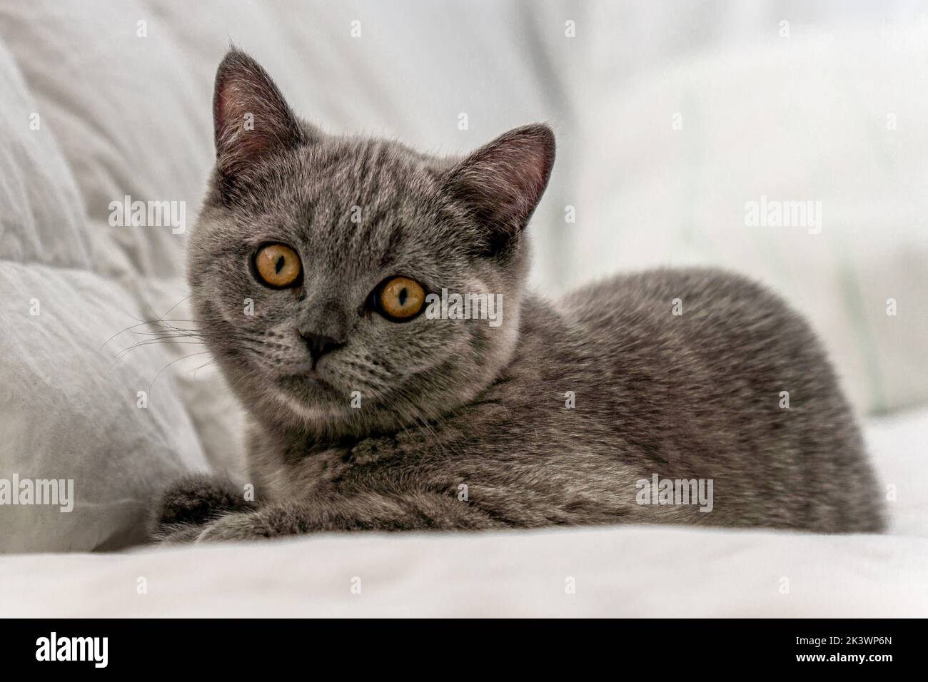 A cute grey cat laying on a bed Stock Photo - Alamy