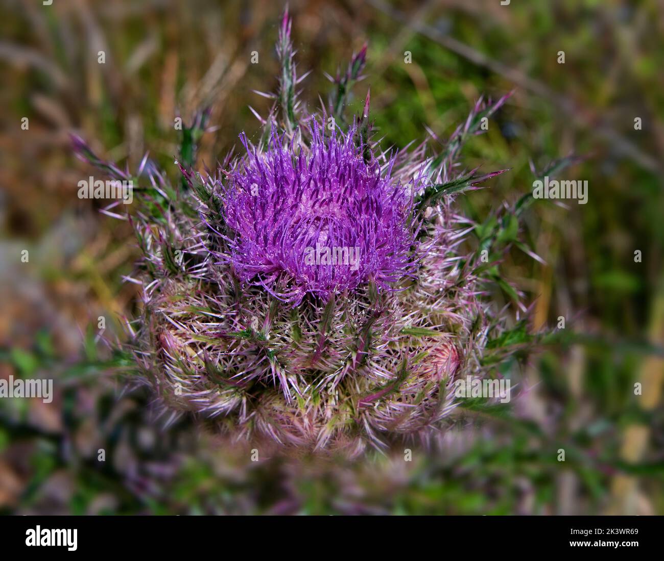 Thistle flower, violet or purple flowers with prickly and thorny leaves. Stock Photo