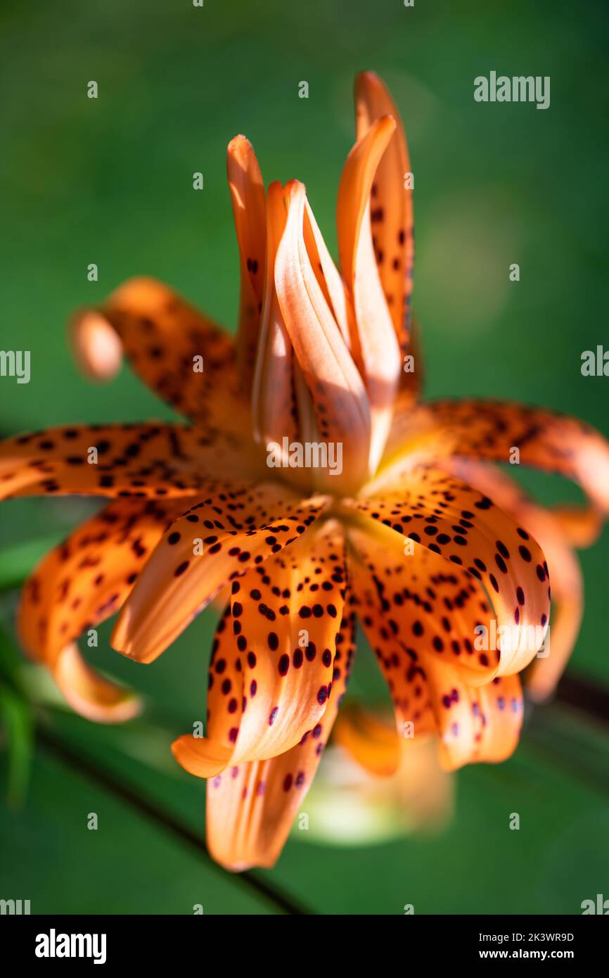Beautiful orange Lily flower on green background. Blooming orange tropical flower tiger lily. Oriental lily flowers blossom in the garden. Background Stock Photo