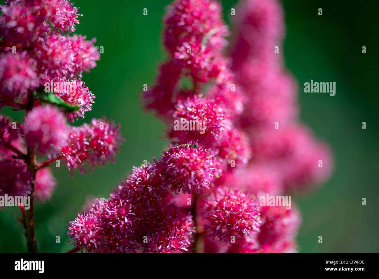 Astilbe flowers. Blooming summer flowers in garden. Pink Astilbe flowers background on green close up (macro). Floral wallpaper with flowers astilbe t Stock Photo