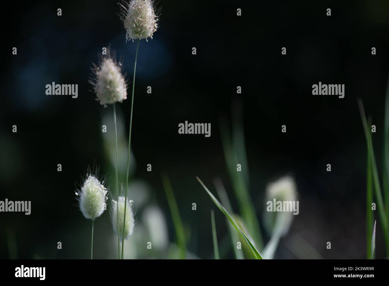 Bunny tails grass in nature background. Lagurus ovatus with green grass