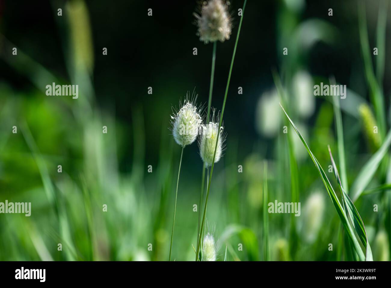 Bunny tails grass in nature background. Lagurus ovatus with green grass