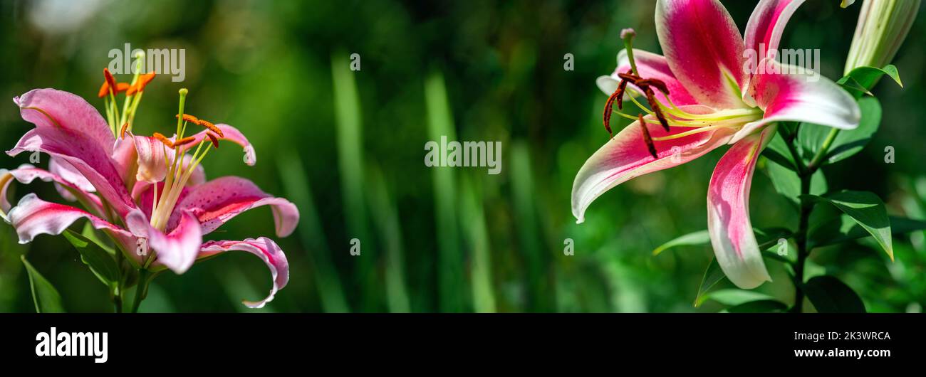 Beautiful pink Lily flower on green background. Oriental lily flowers blossom in the garden. Background texture beauty pink lily with buds. Blooming l Stock Photo
