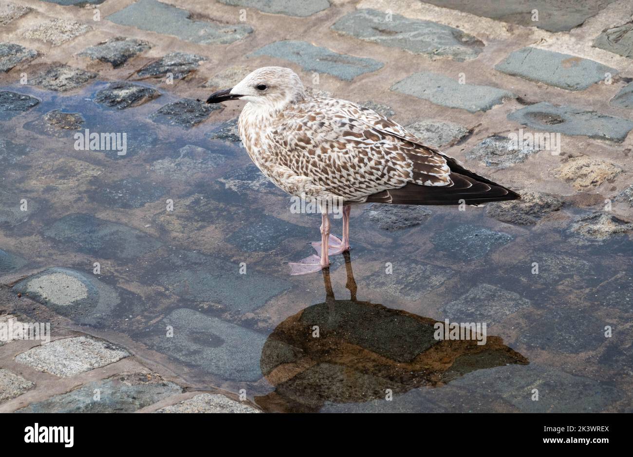 Immature herring gull standing in a puddle Stock Photo