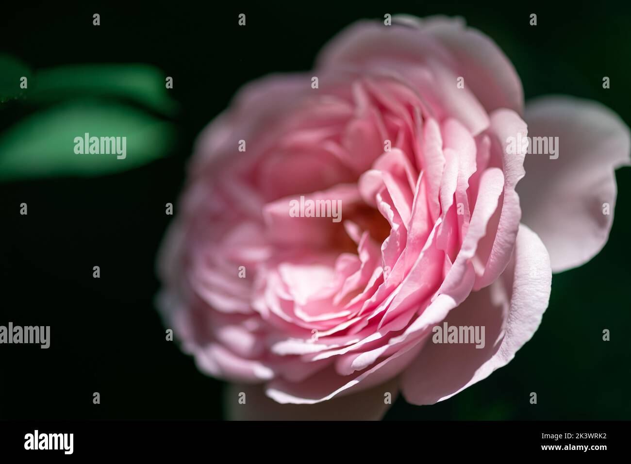 Closeup of tenderness pink rose. Flower background in soft color and blur style. Macro photo of fresh rose Stock Photo