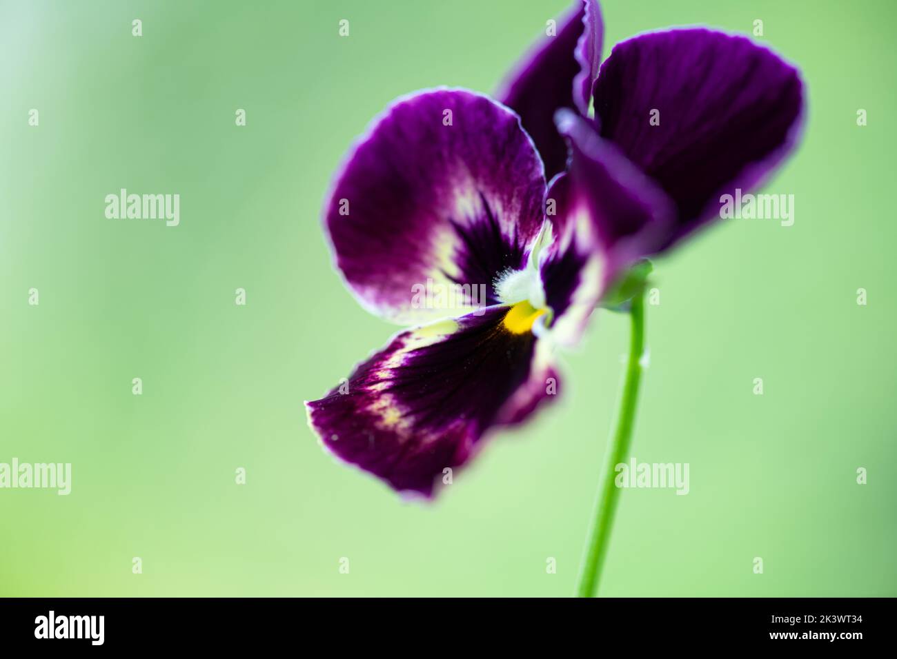 Purple Viola flower blooming in garden, flowering spring flower pansy. Violet viola closeup on blurred green background Stock Photo