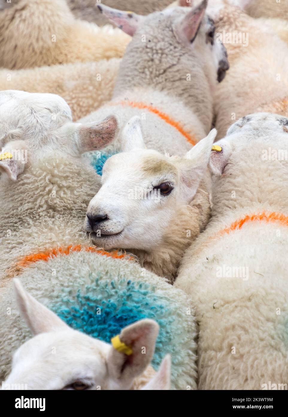 Herd of Sheep at a Sheep auction in the Scottish Highlands on the Isle