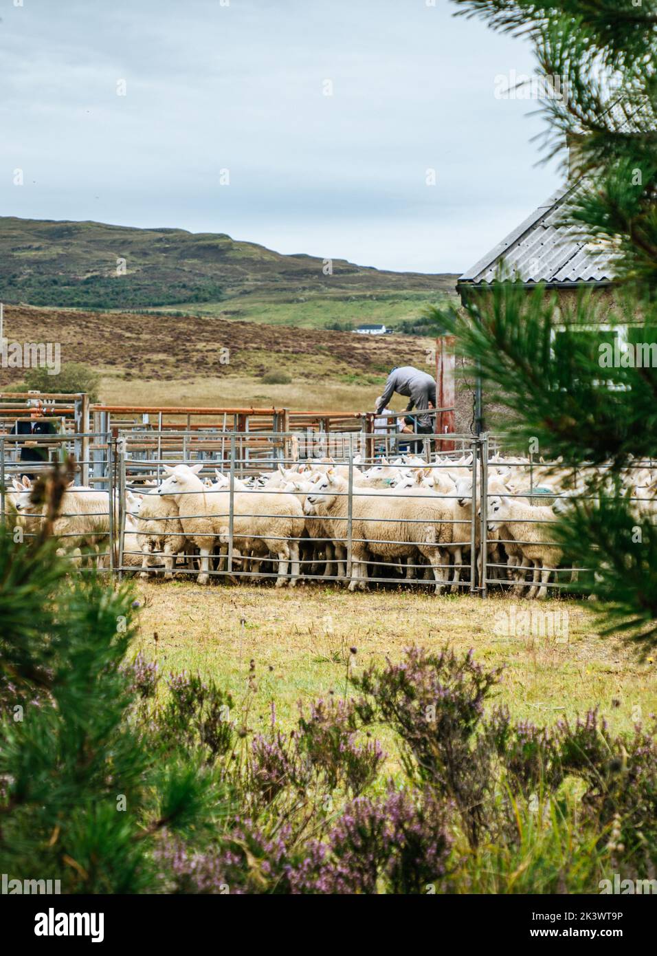 Herd of Sheep at a Sheep auction in the Scottish Highlands on the Isle of Skye, Scotland Stock Photo