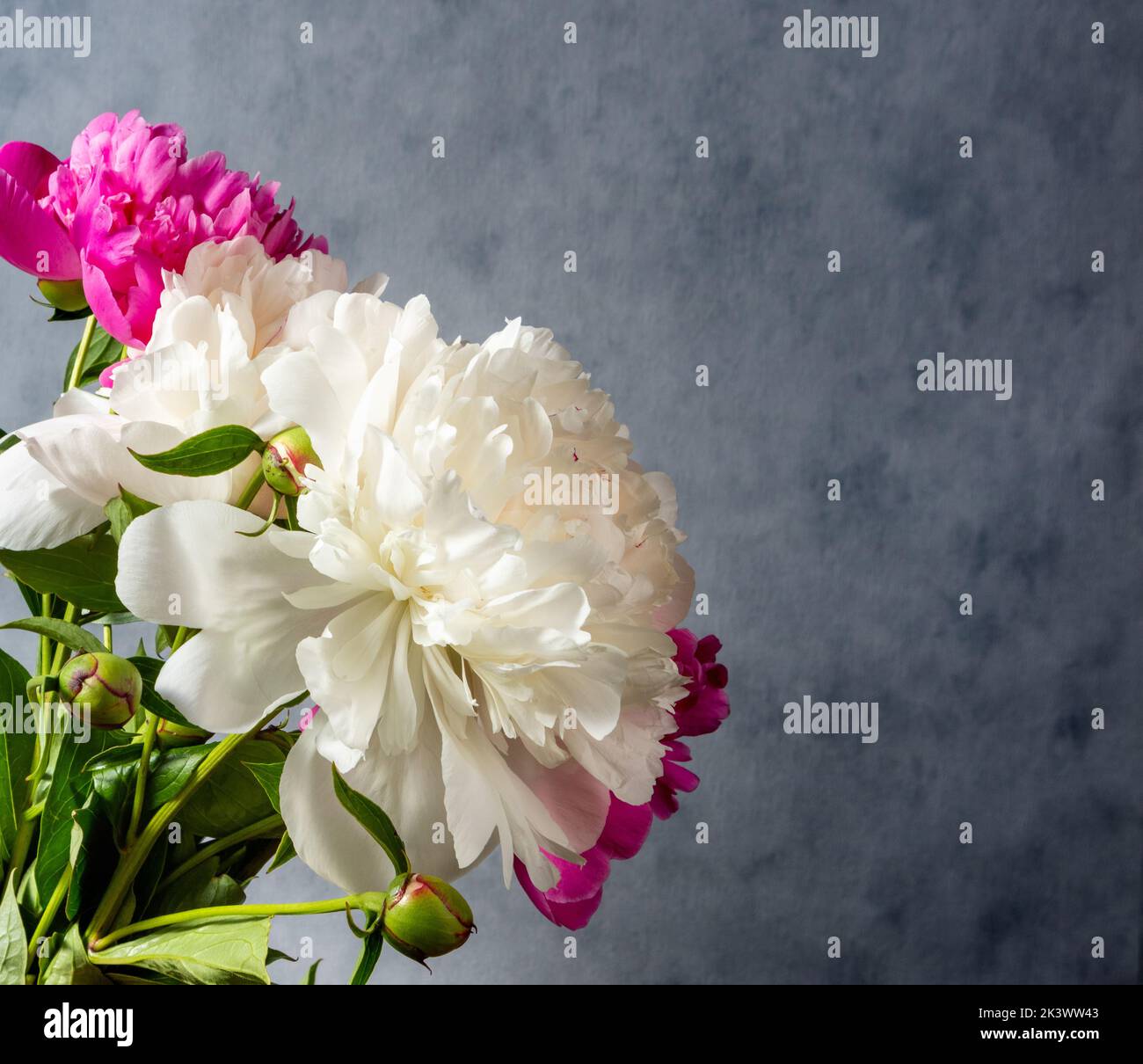 Beautiful pink and white peony flowers on gray background with copy ...