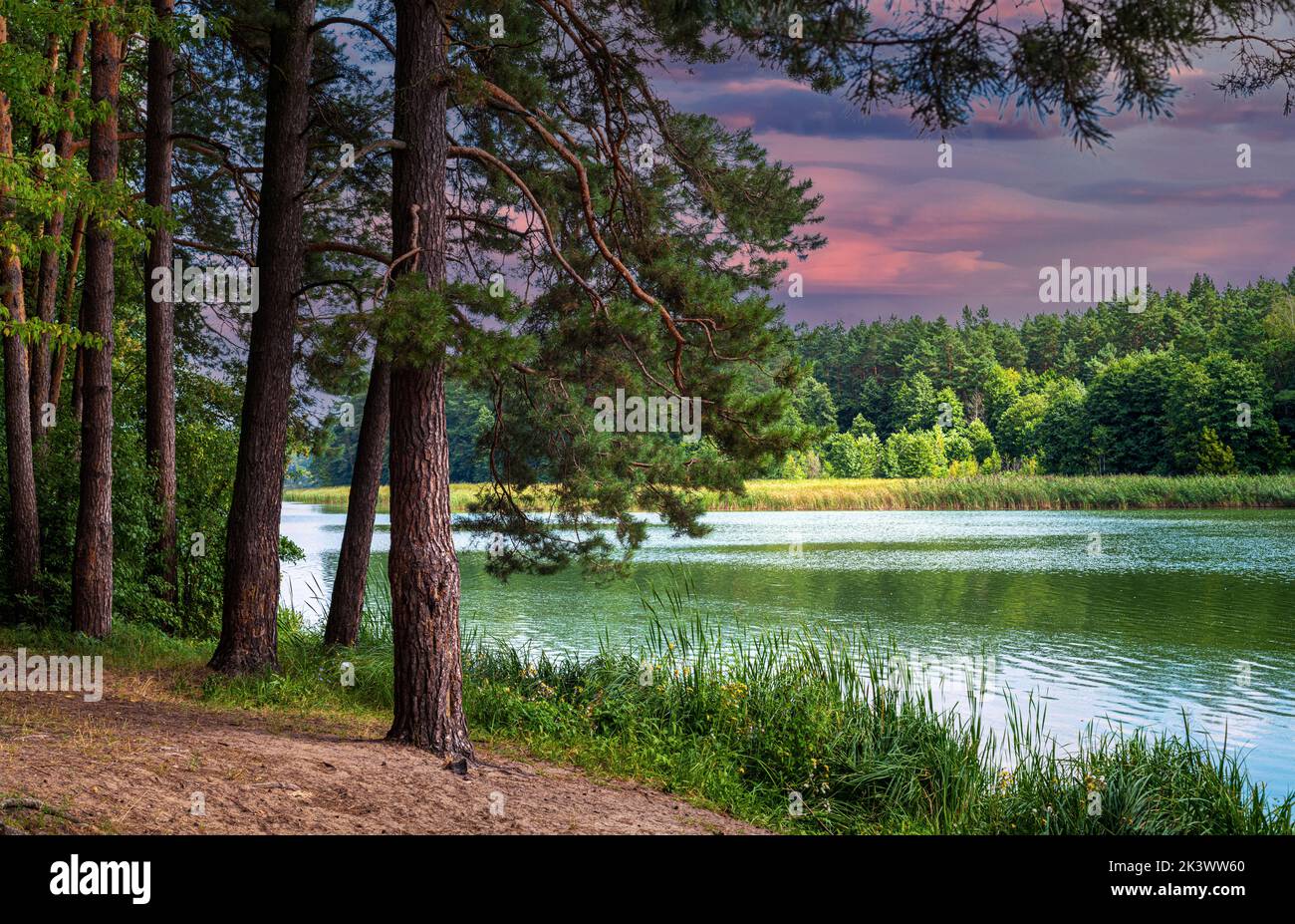 Beautiful natural scenery of river in forest. Landscape with twilight in coniferous woods and river. Wonderful scene of forest river in summer with pi Stock Photo