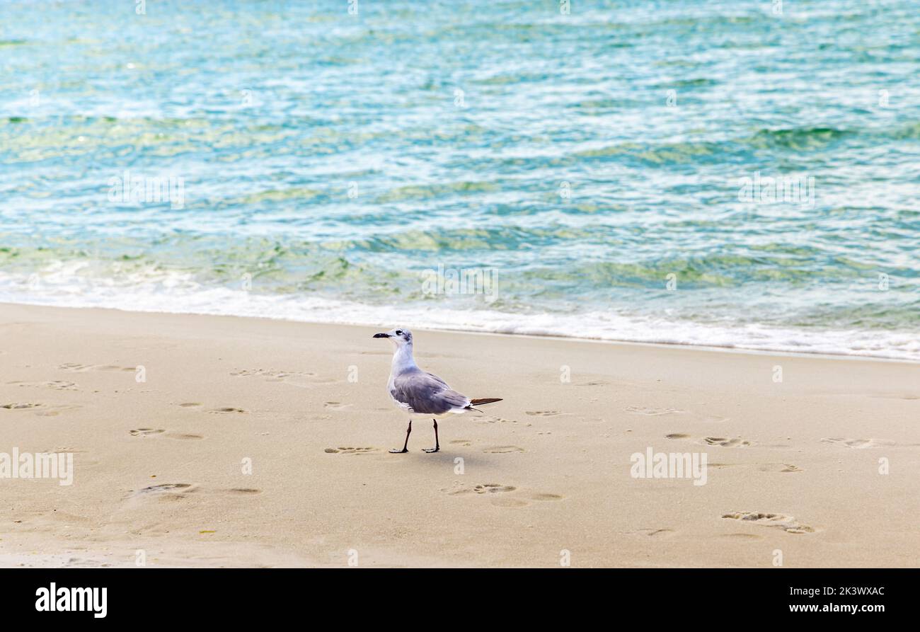 A seagull in on Santa Rosa Beach - A Seagull In On Santa Rosa Beach 2K3WXAC 