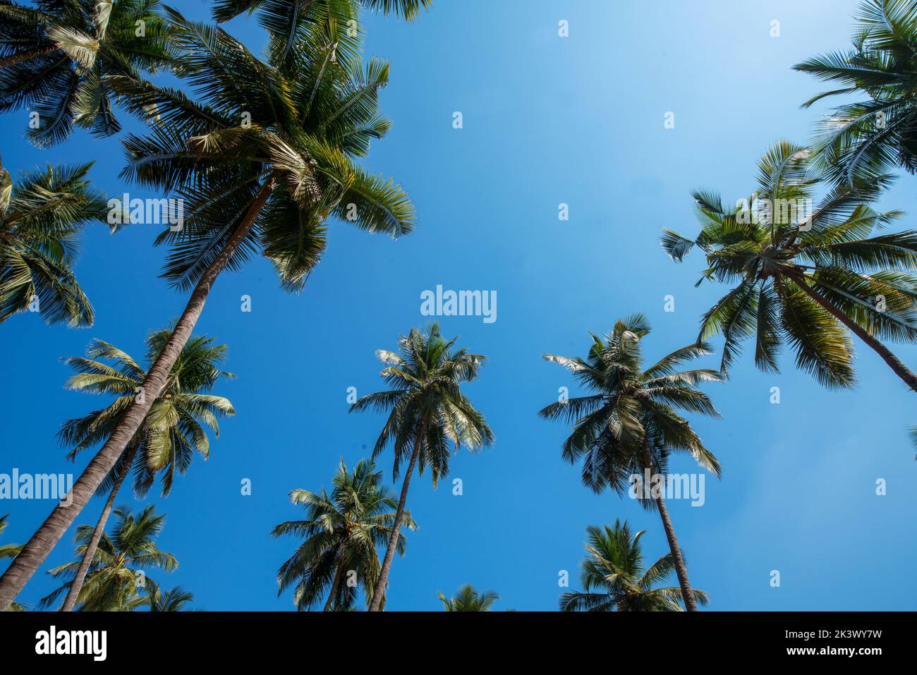 Amazing view in the sky with the tops of coconut trees in Karnataka state or Goa state or Kerala state in India as background! Stock Photo