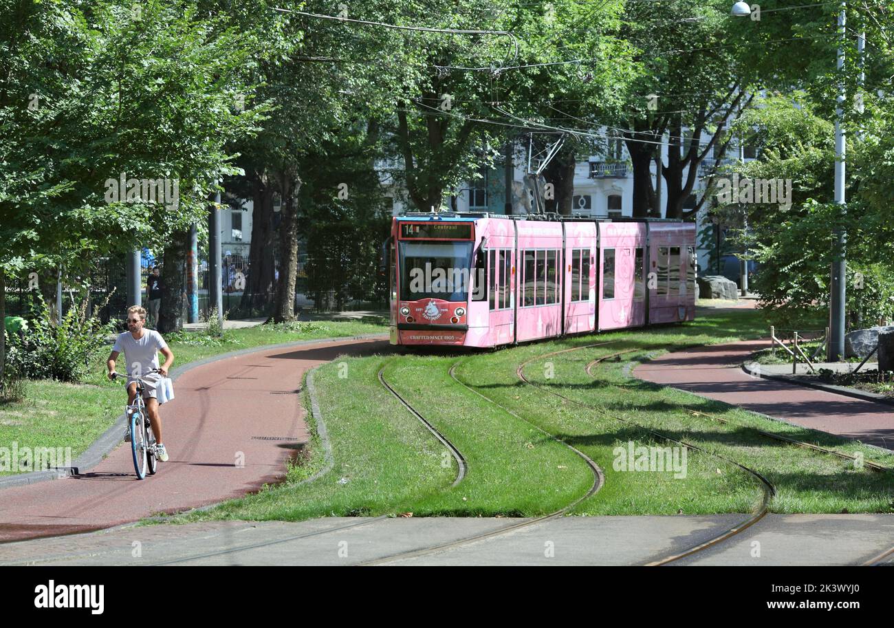 A tram on Plantage Middenlaan, Amsterdam. A street for sustainable transport: tram lines flanked by cycle lanes, and footpaths for pedestrians. Stock Photo