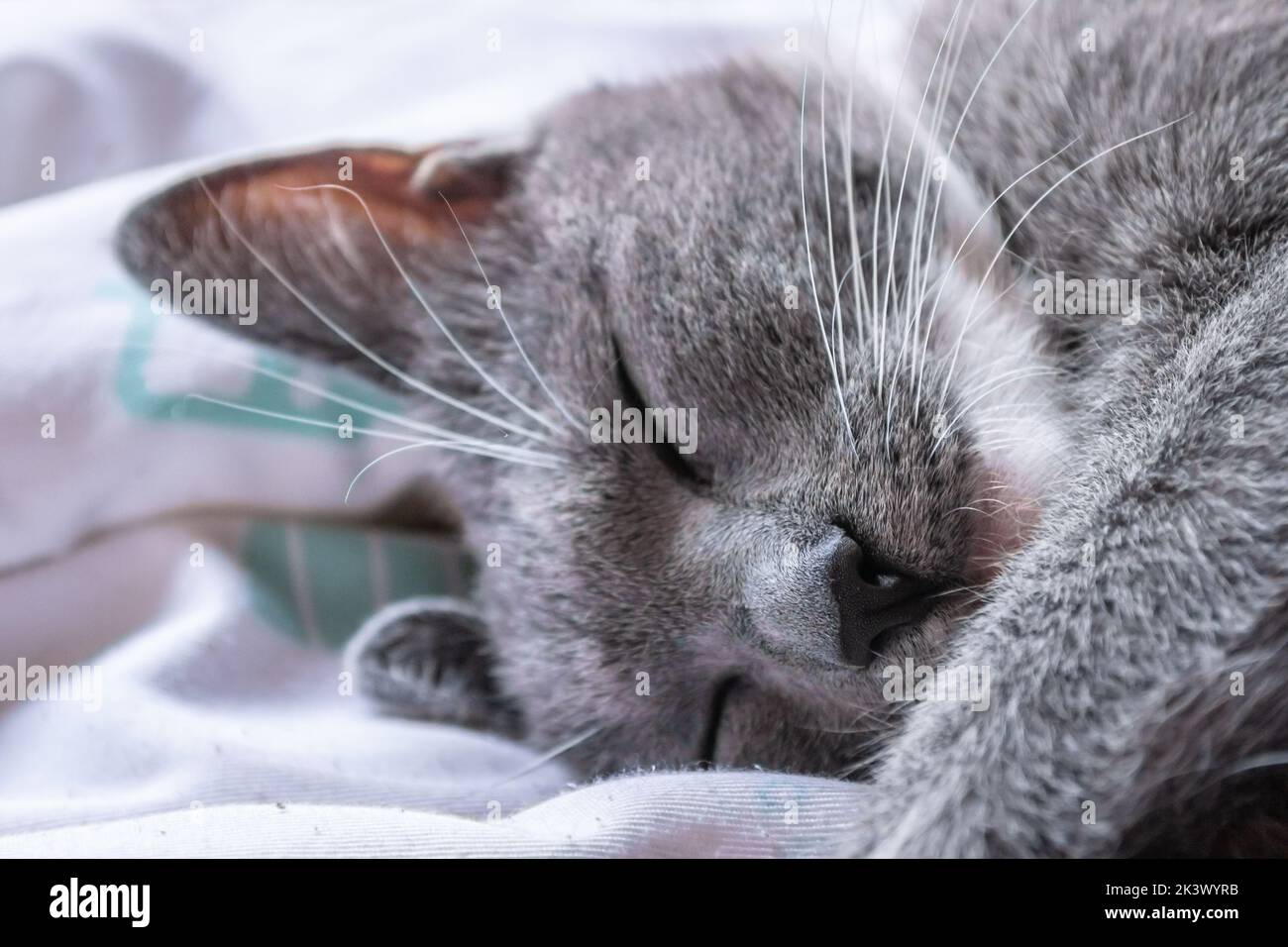 Cute European cat. Portrait of a gray and white cat sleeping on the bed ...