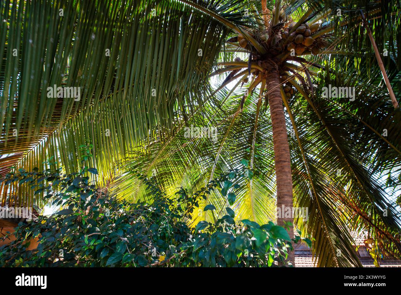 Amazing view in the sky with coconut tree tops in Karnataka state, Goa state or Kerala state in India as background! Courtyard of a small hotel. Cocon Stock Photo