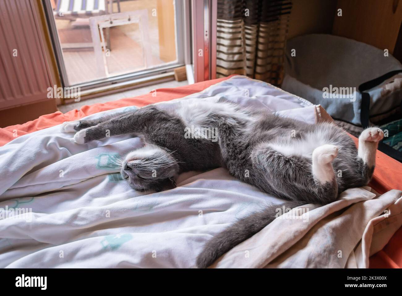 Cute European cat. Portrait of a gray and white cat sleeping on the bed ...