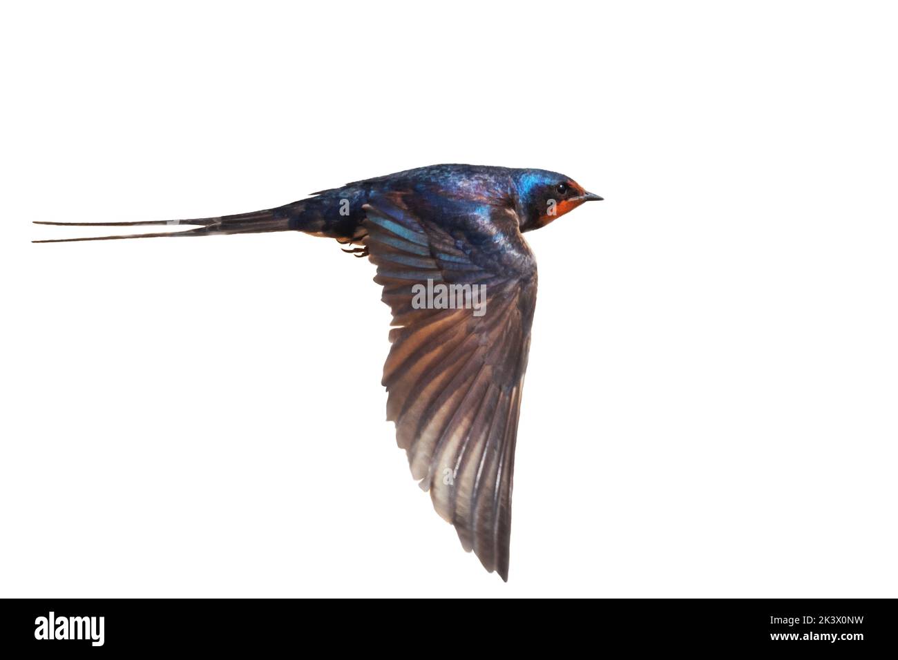 barn swallow in flight isolated on white background Stock Photo