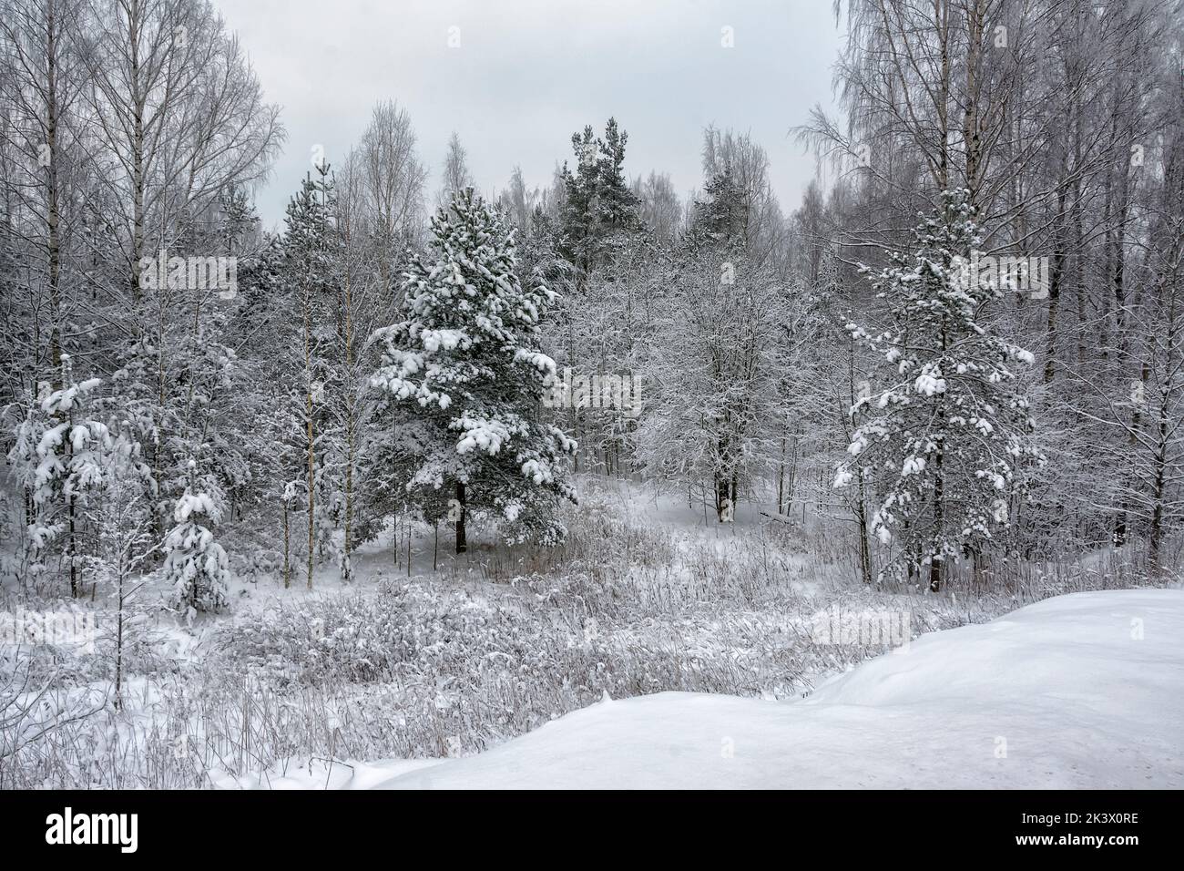 Snowy mixed forest in the month of December on a cloudy day Stock Photo ...