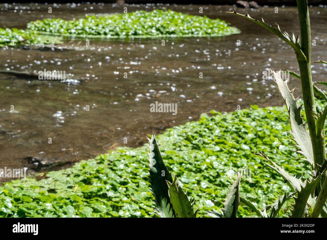 Green lotus leaves in the pond during the daytime Stock Photo