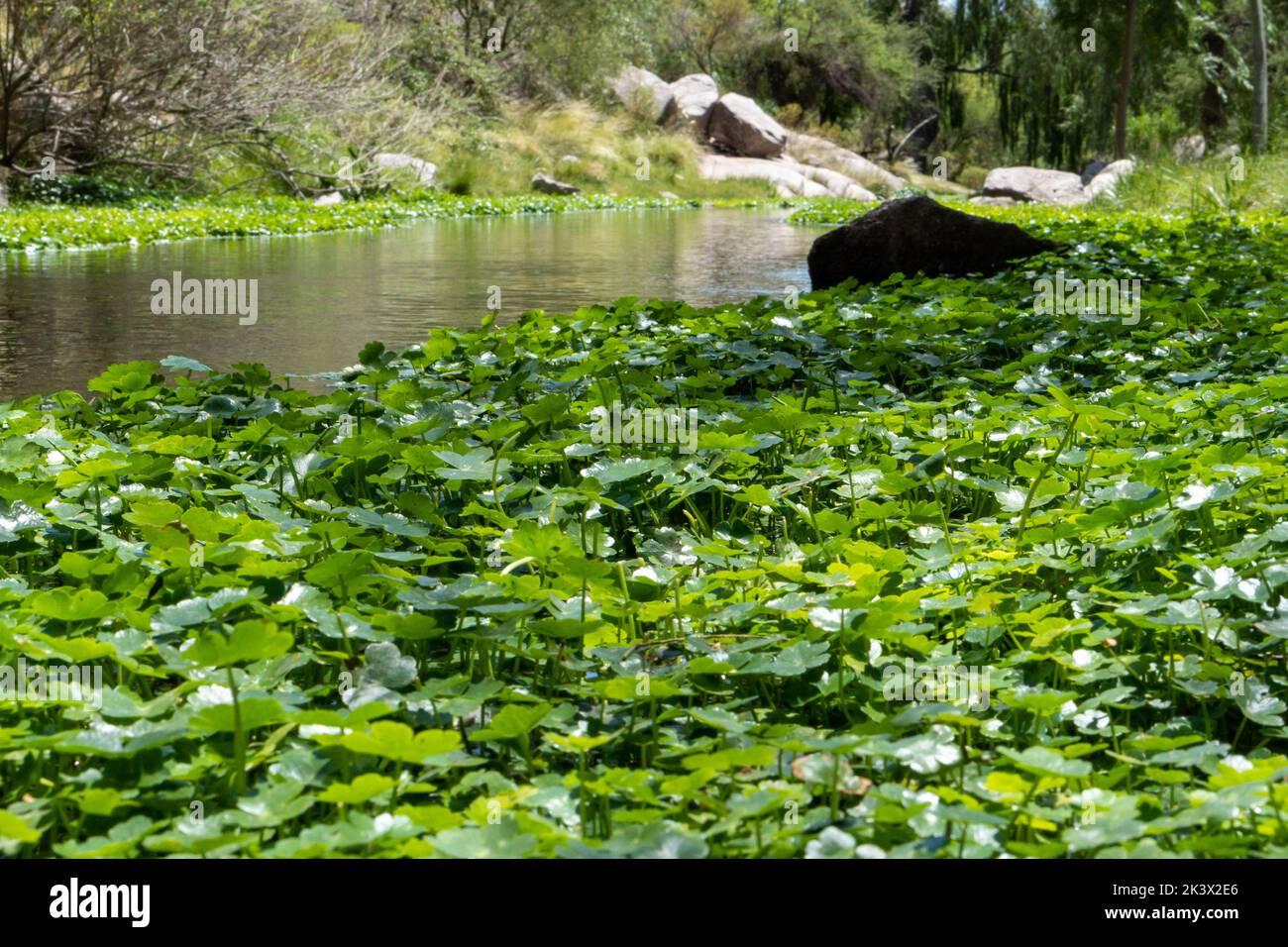 Green lotus leaves in the pond during the daytime Stock Photo