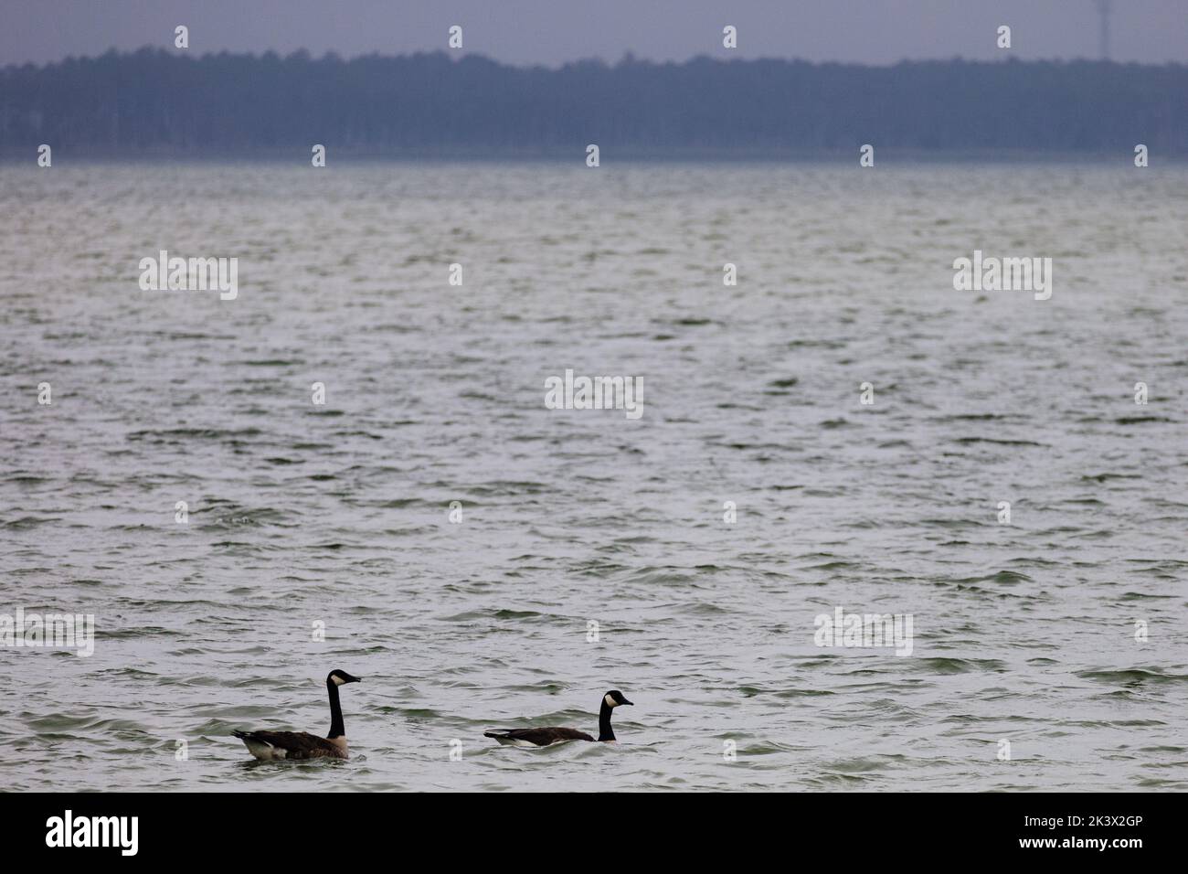 A couple of geese in the bay Stock Photo