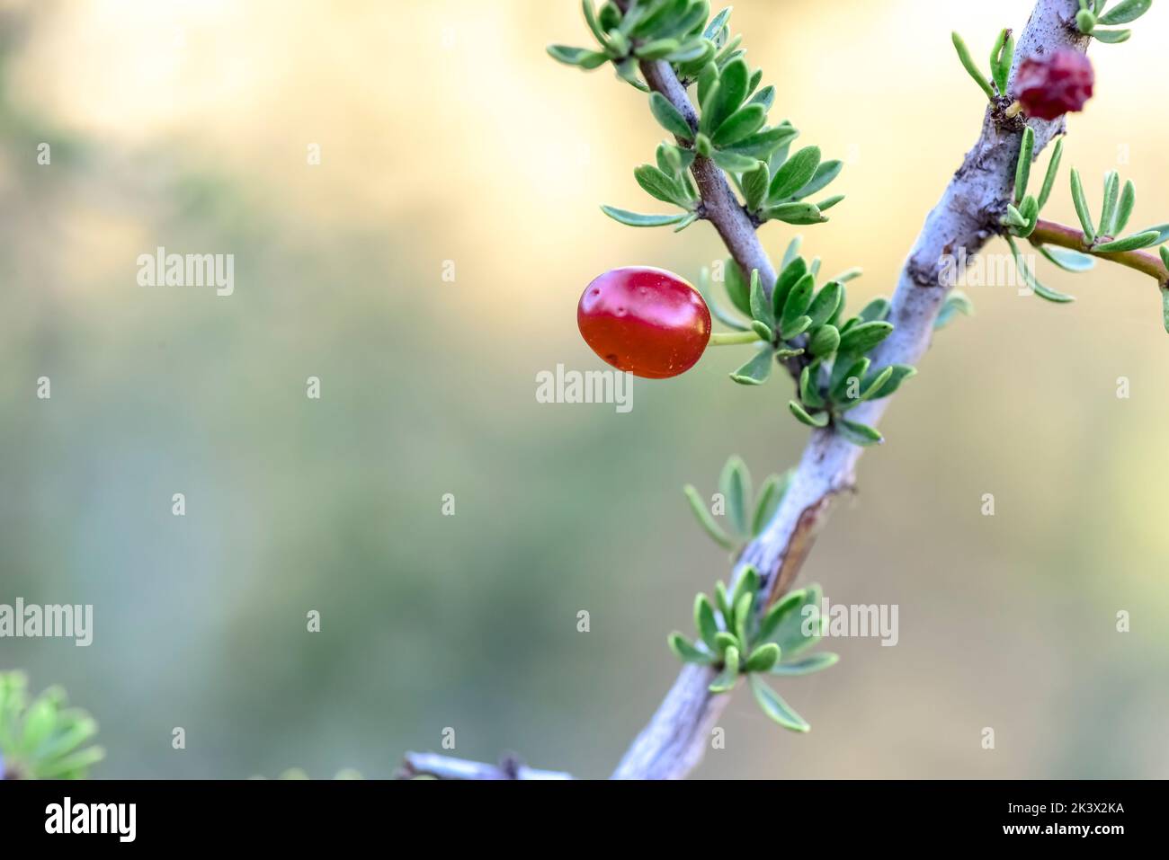 Wild fruits in Calden Forest environement, Piquillin, Condalia