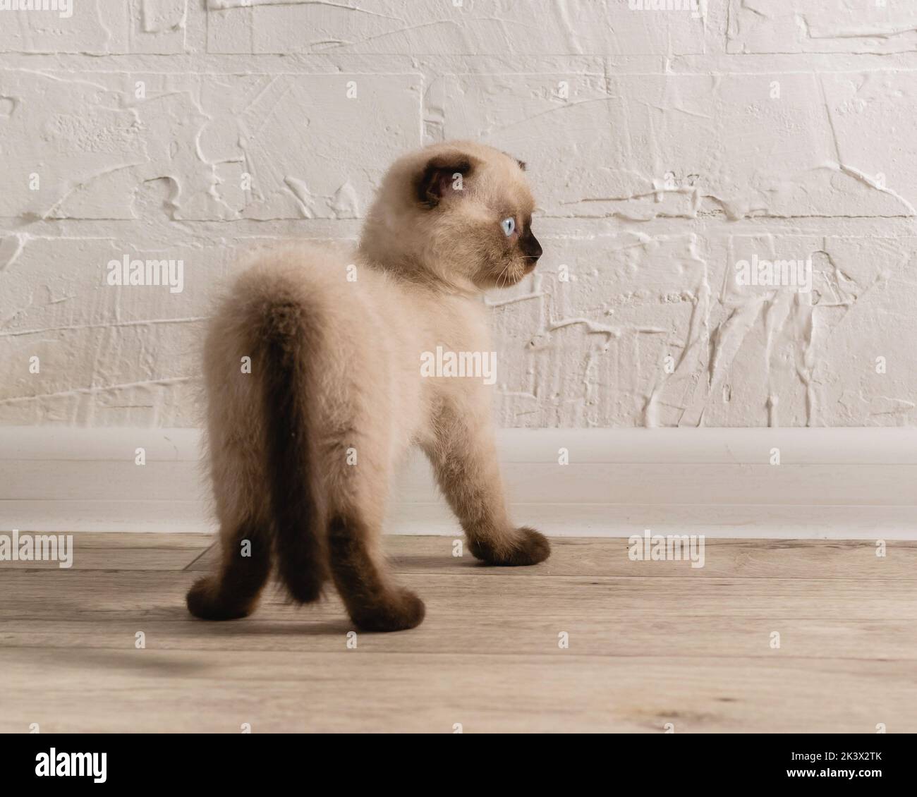 A small beige kitten of the color point color stands with its back on the floor near a white brick wall. Brown tail and blue eyes Stock Photo