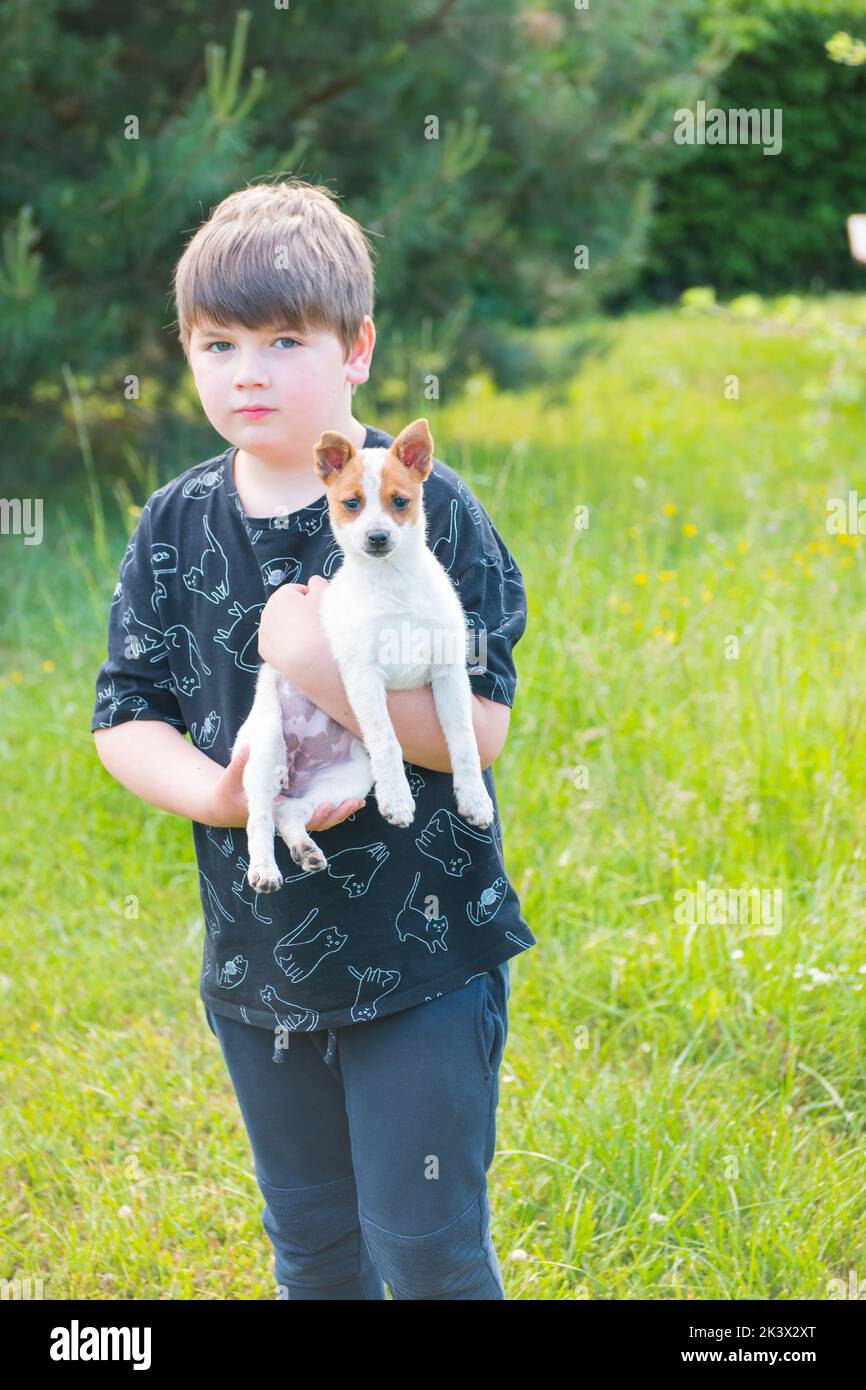 Boy holding puppy of Jack Russel terrier mixed breed adopted from dog shelter. Crossbreed of cute doggy. Child holds white and brown pet. Stock Photo