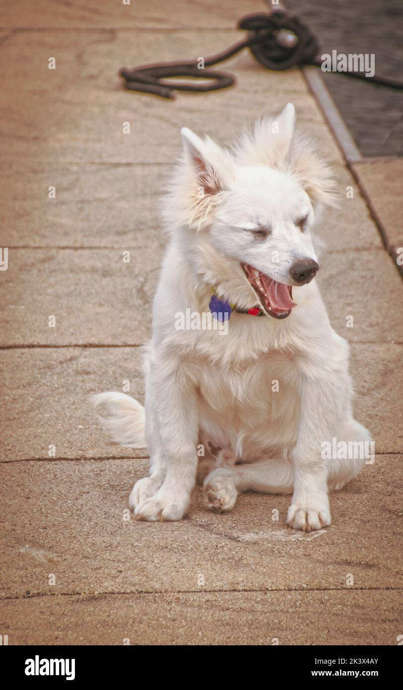 White puppy yawning on boat dock - Young American Eskimo-Spitz with eyes closed and mouth open in big yawn Stock Photo