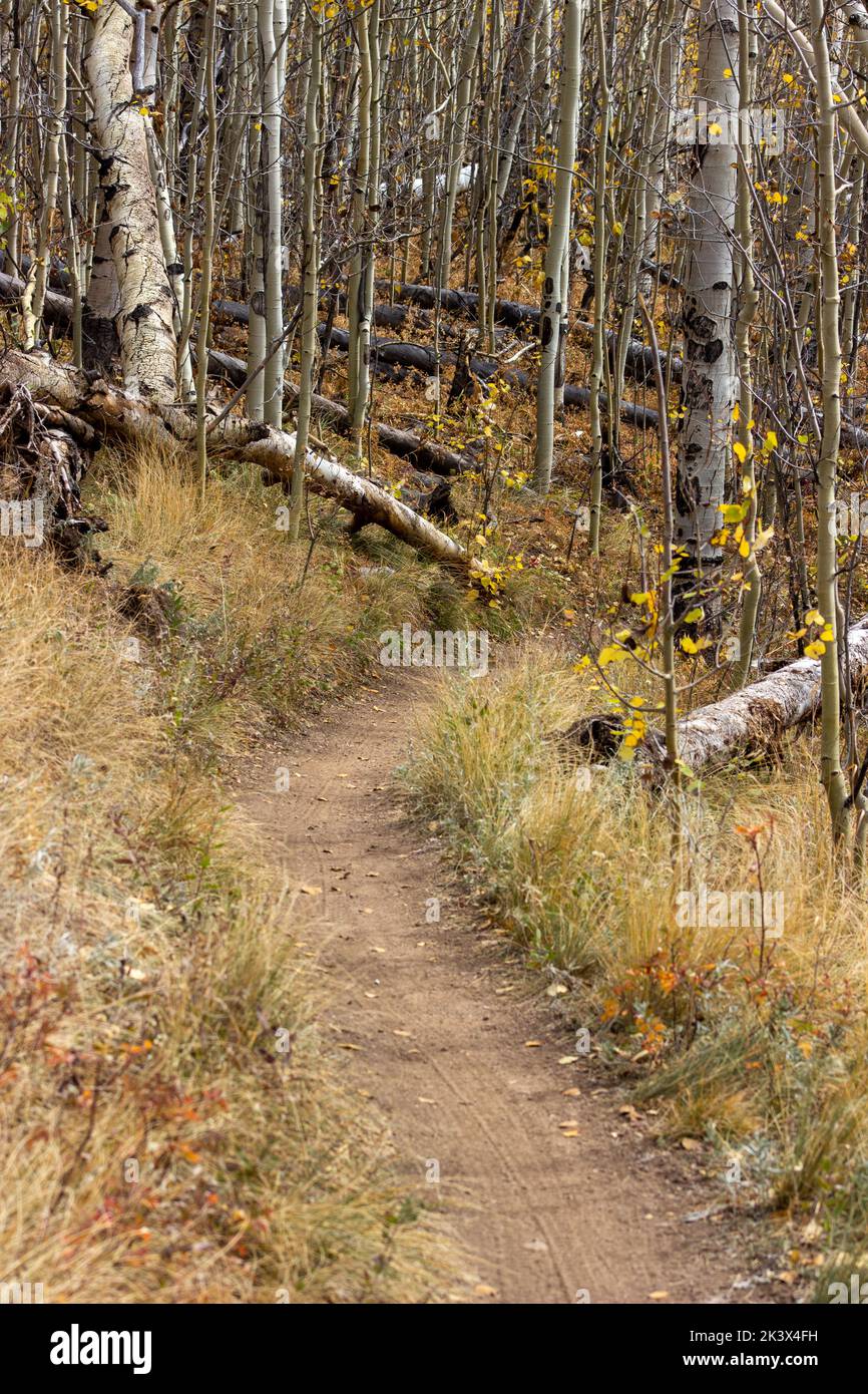 Forest trail scenery hi-res stock photography and images - Alamy