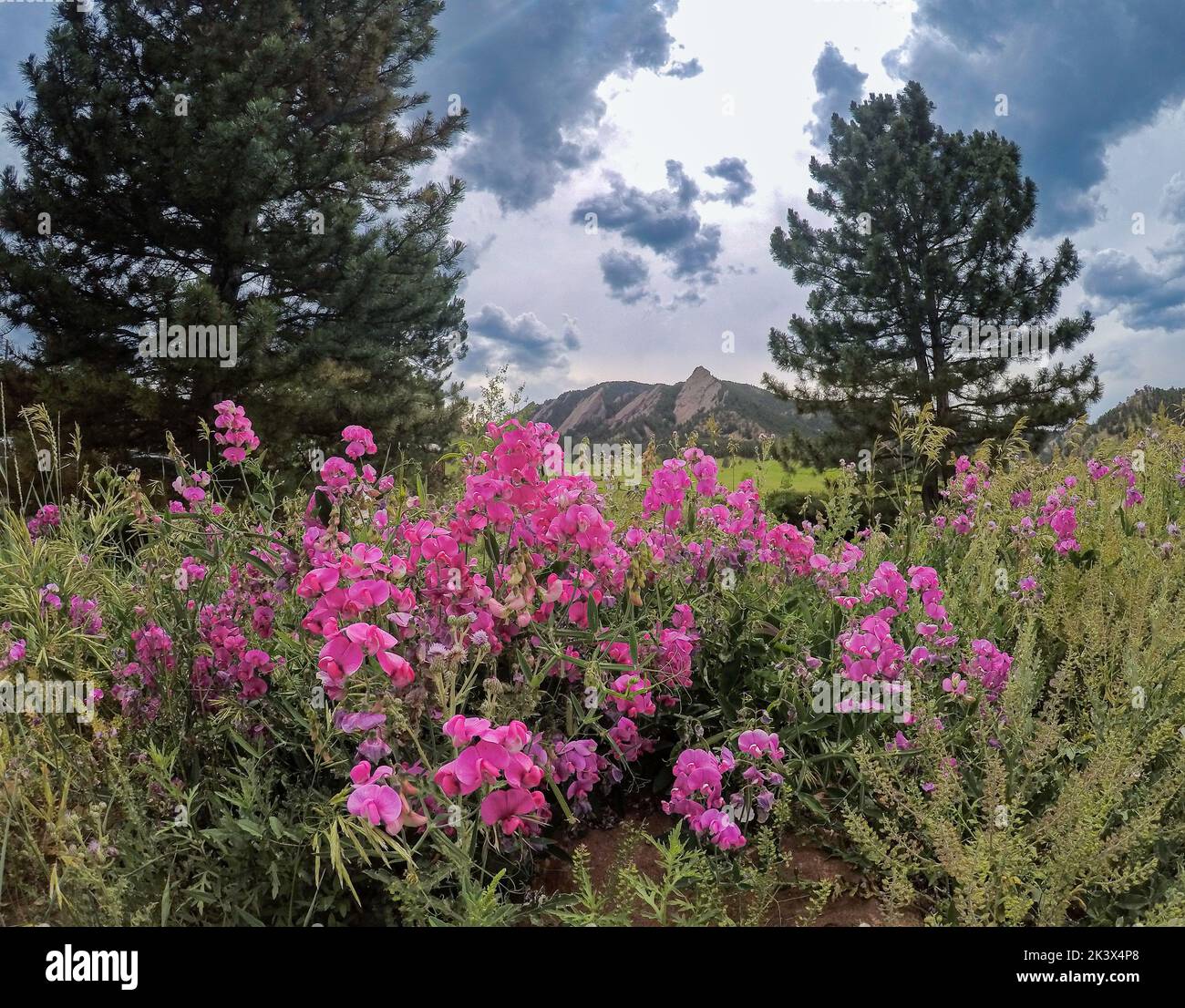 Flowers trees mountains hi-res stock photography and images - Alamy