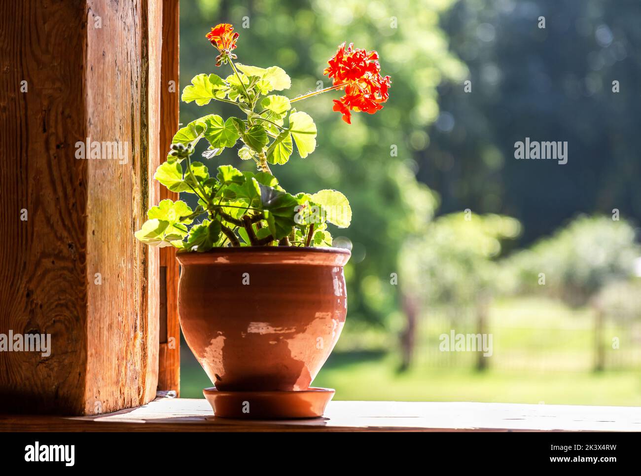 Geranium flowers in ceramic pot on the window of old rural wooden house ...