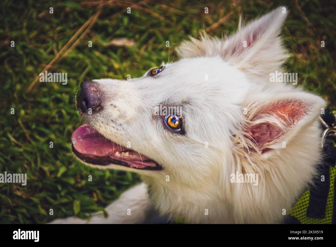 White fluffy bright-eyed pup with perky ears - Profile Face portrait with blurred grass background - American Eskimo Dog four months old Stock Photo