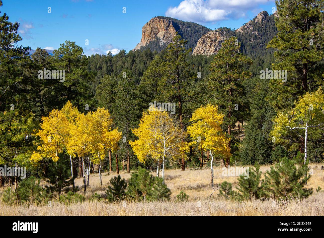 Conifer colors hi-res stock photography and images - Alamy