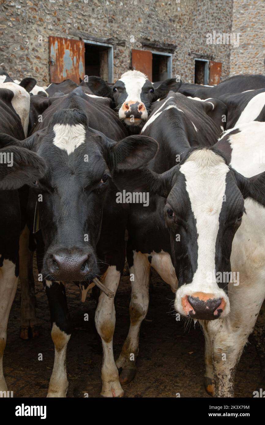 A vertical shot of a herd of cows Stock Photo - Alamy