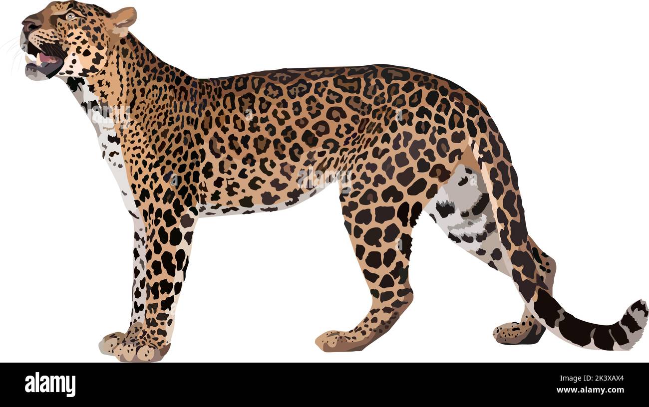 Jaguar realistic great wild cat of the Amazon and South America vector