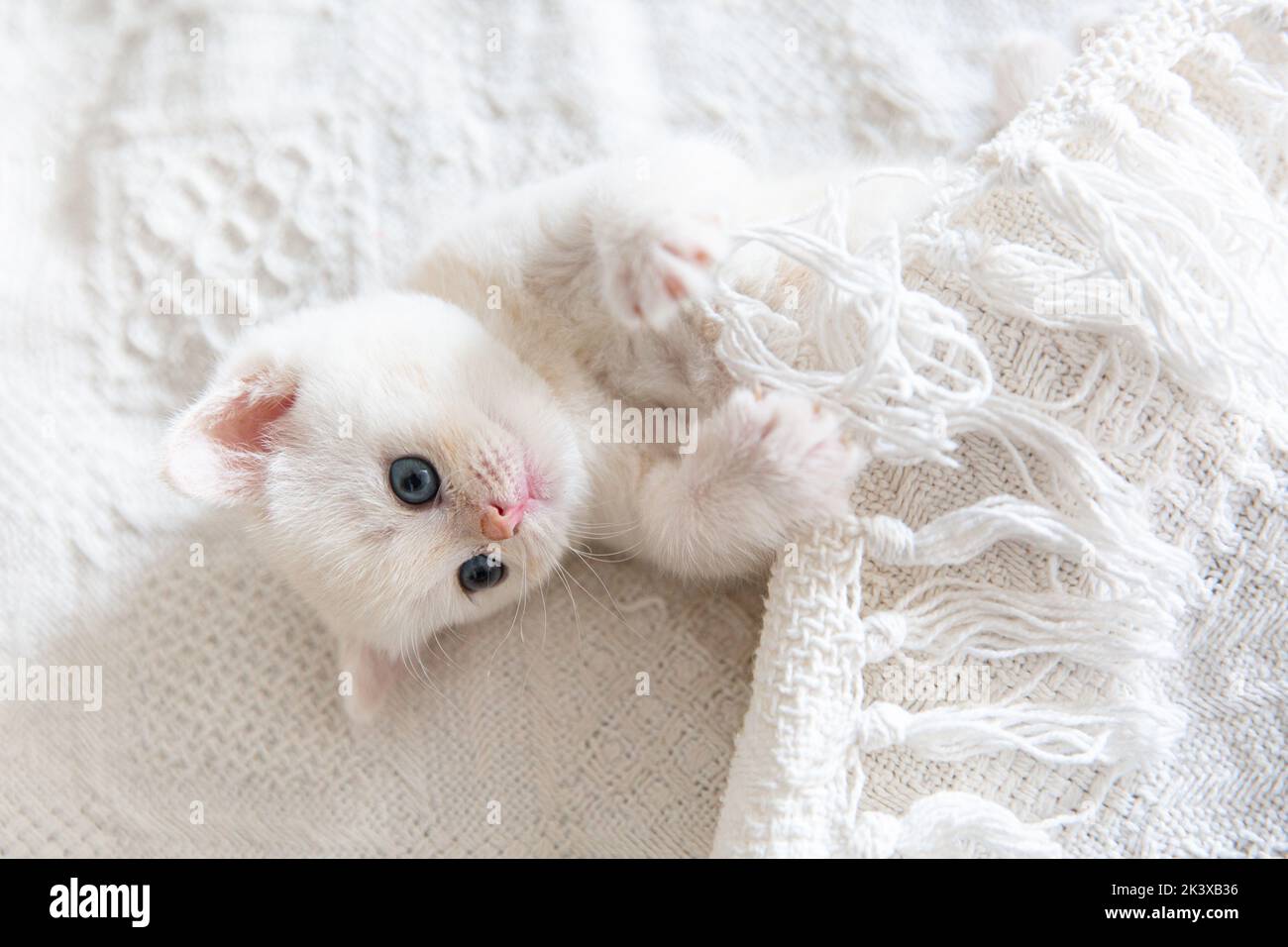 Cute tabby Scottish short hair silver kitten. Dreaming kittens sleep on a bed under warm white